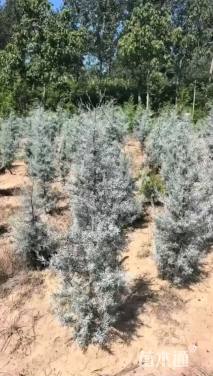 高度120厘米蓝冰柏