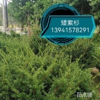高度100厘米矮紫杉