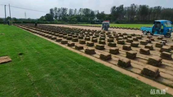 草块状百慕大草