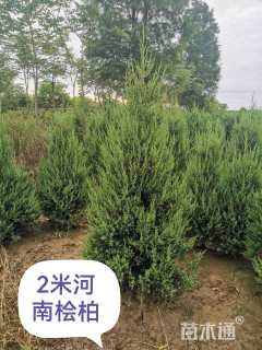 高度50厘米河南桧