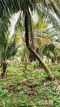 裸干高300厘米椰子树