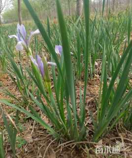 高度40厘米马兰头