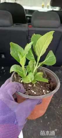 高度15厘米绣球