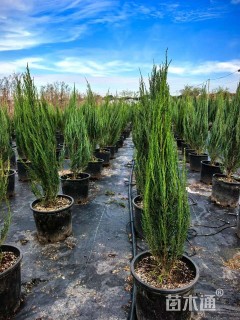 高度150厘米落基山圆柏