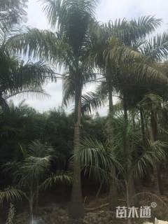 裸干高600厘米大王椰子
