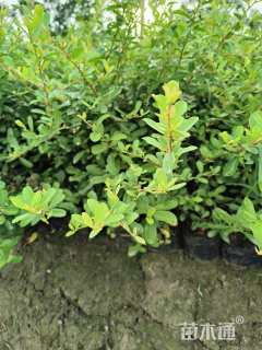 高度35厘米火棘