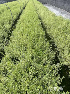 高度40厘米银姬小蜡