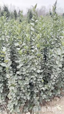 高度150厘米北海道黄杨