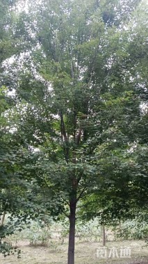 15公分美国红枫-红点