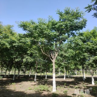 10公分栾树