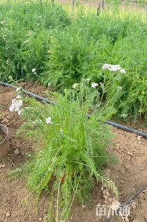 高度20厘米蓍草