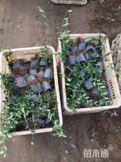 15厘米小叶扶芳藤