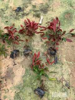 高度25厘米红背桂