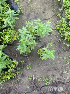 高度30厘米千屈菜