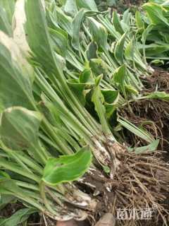 高度25厘米金边玉簪