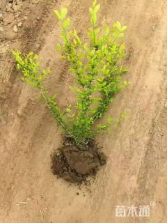 高度60厘米金叶水蜡