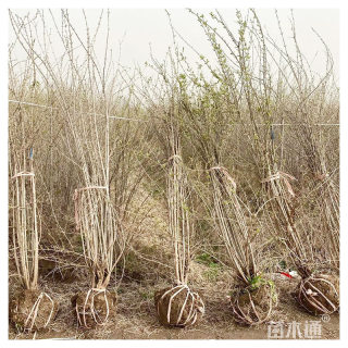 高度200厘米丛生金银木