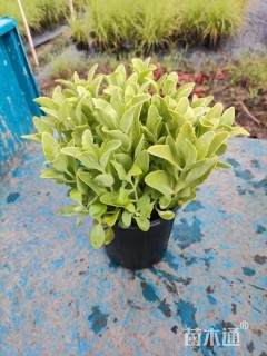 高度20厘米八宝景天