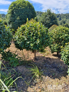 冠幅180厘米茶花球