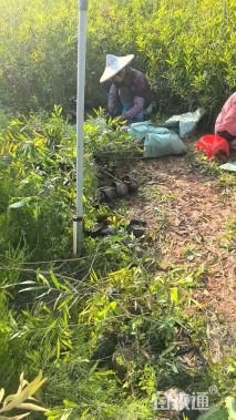 0.3公分台湾相思树