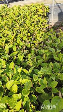 高度60厘米扶桑