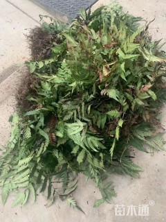 高度50厘米胎生狗脊蕨