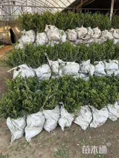 高度35厘米龟甲冬青小苗