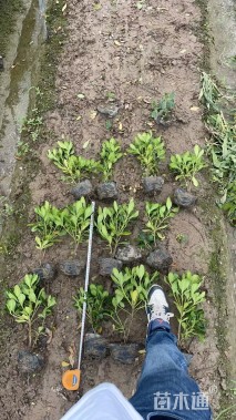 高度30厘米海桐