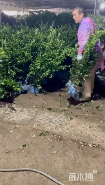 高度40厘米大叶黄杨