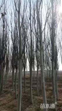 15公分新疆杨