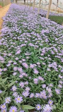 高度50厘米紫菀