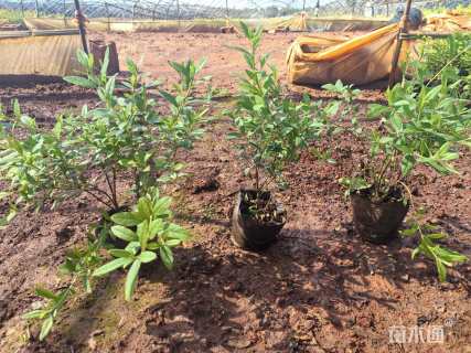 高度30厘米杜鹃