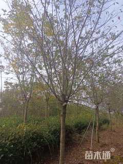 10公分染井吉野樱