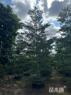 11公分细叶榄仁