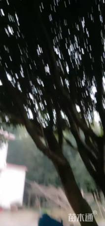 高度3000厘米茶花