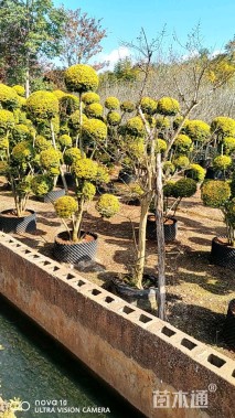 8公分造型金叶女贞