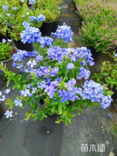 高度25厘米蓝雪花