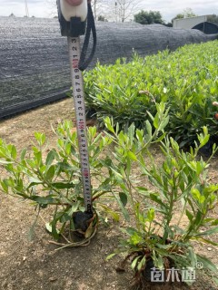 高度20厘米千鸟花