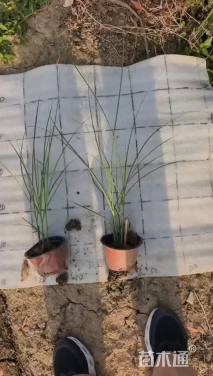高度40厘米细叶芒