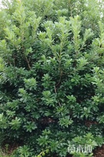 15公分(1杆)丛生杨梅