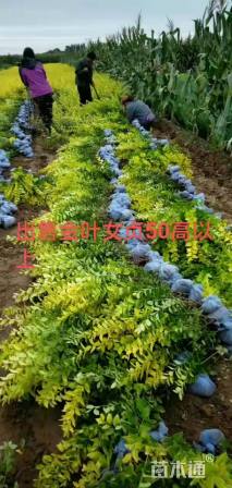 高度50厘米金森女贞