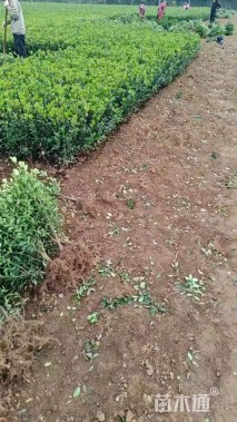 高度60厘米冬青小苗