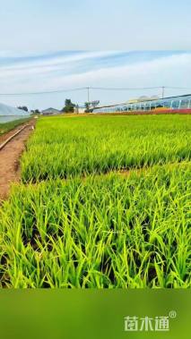 高度30厘米水生鸢尾