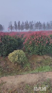 冠幅180厘米红叶石楠球