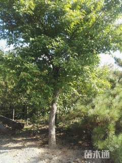 15公分茶条槭