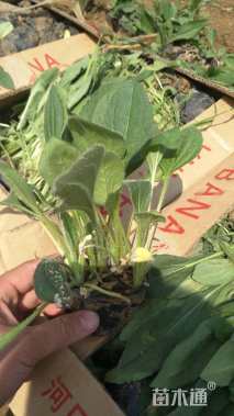 高度10厘米黑心金光菊