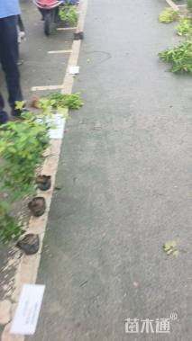 高度40厘米水腊