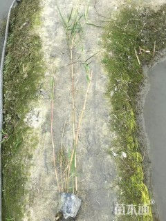 高度40厘米芦苇