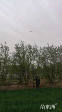 高度600厘米丛生茶条槭