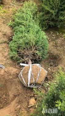 高度260厘米塔柏